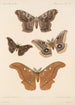 Insecta Lepidoptera Heterocera Pl 083 - Frederick DuCane Godman — visning af kunstværket