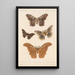 Insecta Lepidoptera Heterocera Pl 083 - Frederick DuCane Godman — indrammet kunstværk på væggen