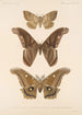 Insecta Lepidoptera Heterocera Pl 084 - Frederick DuCane Godman — visning af kunstværket