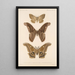Insecta Lepidoptera Heterocera Pl 084 - Frederick DuCane Godman — indrammet kunstværk på væggen