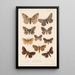 Insecta Lepidoptera Heterocera Pl 085 - Frederick DuCane Godman — indrammet kunstværk på væggen