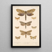 Insecta Lepidoptera Heterocera Pl 089 - Frederick DuCane Godman — indrammet kunstværk på væggen