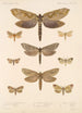 Insecta Lepidoptera Heterocera Pl 089 - Frederick DuCane Godman — visning af kunstværket