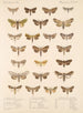 Insecta Lepidoptera Heterocera Pl 090 - Frederick DuCane Godman — visning af kunstværket