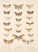 Insecta Lepidoptera Heterocera Pl 091 - Frederick DuCane Godman — visning af kunstværket