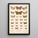 Insecta Lepidoptera Heterocera Pl 097 - Frederick DuCane Godman — indrammet kunstværk på væggen