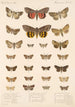 Insecta Lepidoptera Heterocera Pl 097 - Frederick DuCane Godman — visning af kunstværket
