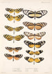 Insecta Lepidoptera Rhopalocera Pl 001 - Frederick DuCane Godman — visning af kunstværket
