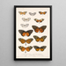 Insecta Lepidoptera Rhopalocera Pl 002 - Frederick DuCane Godman — indrammet kunstværk på væggen