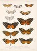 Insecta Lepidoptera Rhopalocera Pl 002 - Frederick DuCane Godman — visning af kunstværket