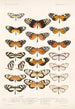 Insecta Lepidoptera Rhopalocera Pl 003 - Frederick DuCane Godman — visning af kunstværket