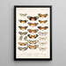 Insecta Lepidoptera Rhopalocera Pl 003 - Frederick DuCane Godman — indrammet kunstværk på væggen