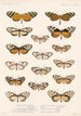 Insecta Lepidoptera Rhopalocera Pl 004 - Frederick DuCane Godman — visning af kunstværket