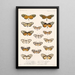 Insecta Lepidoptera Rhopalocera Pl 004 - Frederick DuCane Godman — indrammet kunstværk på væggen