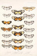 Insecta Lepidoptera Rhopalocera Pl 005 - Frederick DuCane Godman — visning af kunstværket