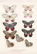 Insecta Lepidoptera Rhopalocera Pl 006 - Frederick DuCane Godman — visning af kunstværket