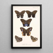 Insecta Lepidoptera Rhopalocera Pl 007 - Frederick DuCane Godman — indrammet kunstværk på væggen