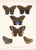 Insecta Lepidoptera Rhopalocera Pl 007 - Frederick DuCane Godman — visning af kunstværket