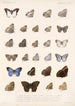 Insecta Lepidoptera Rhopalocera Pl 008 - Frederick DuCane Godman — visning af kunstværket