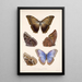 Insecta Lepidoptera Rhopalocera Pl 011 - Frederick DuCane Godman — indrammet kunstværk på væggen