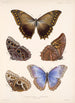 Insecta Lepidoptera Rhopalocera Pl 011 - Frederick DuCane Godman — visning af kunstværket