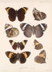 Insecta Lepidoptera Rhopalocera Pl 012 - Frederick DuCane Godman — visning af kunstværket