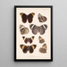 Insecta Lepidoptera Rhopalocera Pl 012 - Frederick DuCane Godman — indrammet kunstværk på væggen