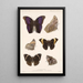 Insecta Lepidoptera Rhopalocera Pl 013 - Frederick DuCane Godman — indrammet kunstværk på væggen