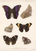 Insecta Lepidoptera Rhopalocera Pl 013 - Frederick DuCane Godman — visning af kunstværket