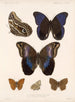 Insekter Lepidoptera Rhopalocères Pl 015 - Frederick Du Cane Godman — visning af kunstværket