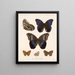 Insekter Lepidoptera Rhopalocères Pl 015 - Frederick Du Cane Godman — indrammet kunstværk på væggen