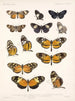 Insekter Lepidoptera Rhopalocères Pl 016 - Frederick Du Cane Godman — visning af kunstværket