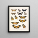 Insekter Lepidoptera Rhopalocères Pl 016 - Frederick Du Cane Godman — indrammet kunstværk på væggen