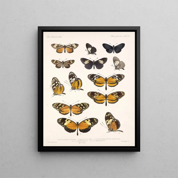 Insekter Lepidoptera Rhopalocères Pl 016 - Frederick Du Cane Godman — indrammet kunstværk på væggen