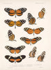 Insecta Lepidoptera Rhopalocera Pl 017 - Frederick DuCane Godman — visning af kunstværket
