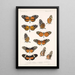 Insecta Lepidoptera Rhopalocera Pl 017 - Frederick DuCane Godman — indrammet kunstværk på væggen