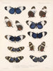 Insekter Lepidoptera Rhopalocères Pl 018 - Frederick Du Cane Godman — visning af kunstværket