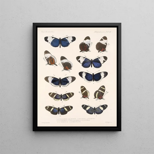 Insekter Lepidoptera Rhopalocères Pl 018 - Frederick Du Cane Godman — indrammet kunstværk på væggen