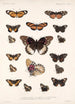 Insecta Lepidoptera Rhopalocera Pl 019 - Frederick DuCane Godman — visning af kunstværket