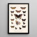 Insecta Lepidoptera Rhopalocera Pl 019 - Frederick DuCane Godman — indrammet kunstværk på væggen