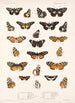 Insecta Lepidoptera Rhopalocera Pl 020 - Frederick DuCane Godman — visning af kunstværket