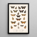 Insecta Lepidoptera Rhopalocera Pl 020 - Frederick DuCane Godman — indrammet kunstværk på væggen
