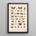 Insecta Lepidoptera Rhopalocera Pl 021 - Frederick DuCane Godman — indrammet kunstværk på væggen