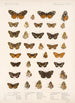 Insecta Lepidoptera Rhopalocera Pl 021 - Frederick DuCane Godman — visning af kunstværket