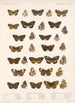 Insecta Lepidoptera Rhopalocera Pl 022 - Frederick DuCane Godman — visning af kunstværket