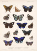 Insekter Lepidoptera Rhopalocères Pl 023 - Frederick Du Cane Godman — visning af kunstværket