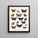 Insekter Lepidoptera Rhopalocères Pl 023 - Frederick Du Cane Godman — indrammet kunstværk på væggen