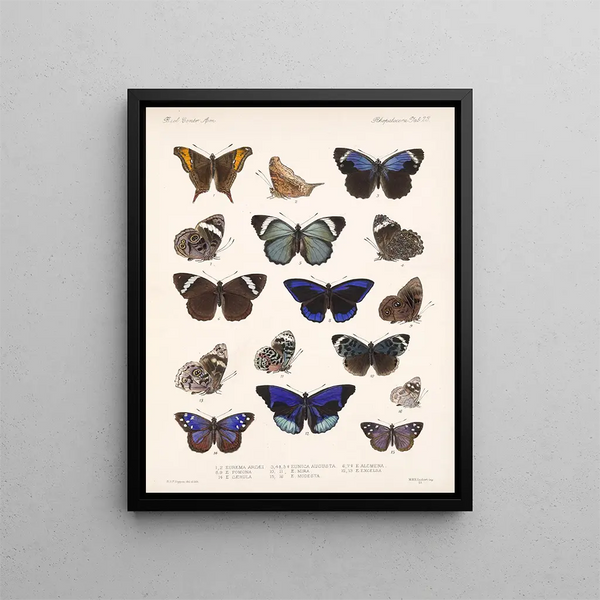 Insekter Lepidoptera Rhopalocères Pl 023 - Frederick Du Cane Godman — indrammet kunstværk på væggen
