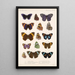 Insecta Lepidoptera Rhopalocera Pl 024 - Frederick DuCane Godman — indrammet kunstværk på væggen