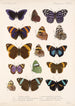 Insecta Lepidoptera Rhopalocera Pl 024 - Frederick DuCane Godman — visning af kunstværket